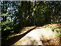 Shadows on the Kettlebrook Path