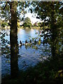 Sculling on the Thames, near Kew