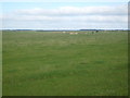 Farmland near East Cotburn