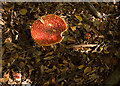 Fly agaric in Drumming Wood