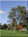 Trees in Bantock Park, Wolverhampton