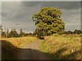 Tree, Waterslade