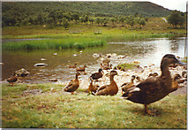 NO1491 : Ducks on a pond in Braemar by Sarah Charlesworth