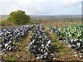 Cabbages on the hill