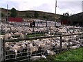 Sheep Auction at Achinduich