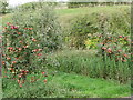 Orchard at Staplestreet, Kent