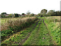 Footpath to Reydon