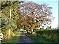 Autumn colour on the road Oxnam to Hownam road