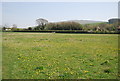 Buttercup meadow near Milton Court Farm