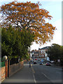 Autumn Colour on Holydyke (A1077)