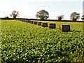 Bourton: a neat line of bales