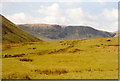 Rough grazing at Carrifran