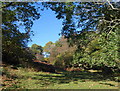 Open woodland, Oak Coppices