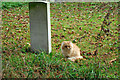 Churchyard cat, Eynsford