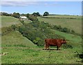 Cow on the Hilltop