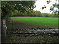 Chestnut Trail crosses a muddy track near Great Wood