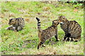 TQ3643 : Scottish Wildcats at the British Wildlife Centre, Newchapel, Surrey by Peter Trimming