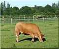SK3802 : Grazing by Lower Farm at Far Coton, Leicestershire by Roger  Kidd