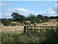 Farmland near Cantsdam, Kelty