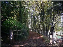 TQ1551 : Footpath through Ashcombe Wood by Shazz
