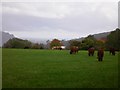 Cattle near Phoenice Farm