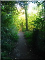 Path by the Meadow