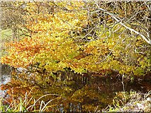 NZ0490 : Autumn reflections by Joan Sykes