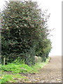 Hedge near Husthwaite