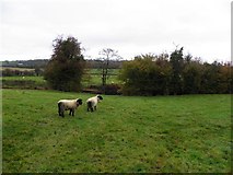 H4280 : Sheep, Gortinagin by Kenneth  Allen