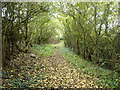 Bridleway behind Old Park Farm