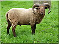 Manx Loaghtan, St Mary