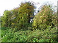 Hedge, Barford Down