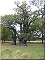 TQ1974 : Ancient oak tree at Richmond Park by Eirian Evans
