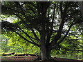 Beech tree, Kinclaven, Blairgowrie