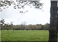 Cattle grazing on the flood plain of  Afon Rhyd-hir