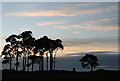 Scots Pine trees in silhouette