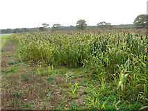 TM5183 : Sorghum crop on the Benacre Estate by Evelyn Simak