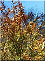 Autumn leaves, Maryburgh near Kelty