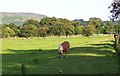 Horse in field next to caravan site