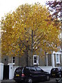 Autumn colours in Fawcett Street, Chelsea