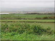 SS4932 : Fields by the Taw estuary by Sarah Charlesworth