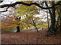 Autumn beeches on Coldharbour Common