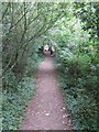 Coastal footpath in the woods of Luccombe Cliff