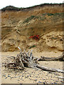 TM5280 : Crumbling cliffs below Easton Wood by Evelyn Simak