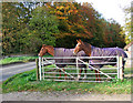 Two horses watching the world go by