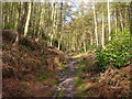 Woodland Path in Lightoaks Wood