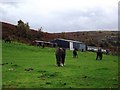 SO2114 : Barns and horses at Coedcae Uchaf by John Brightley