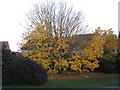 Autumnal Colour on Wildish Road