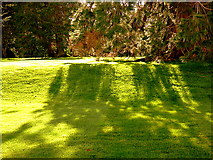 H3905 : Wellingtonian shadows by D Gore