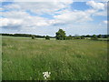 Fields in the summer